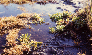 APII jpeg image of Senecio pinnatifolius  © contact APII