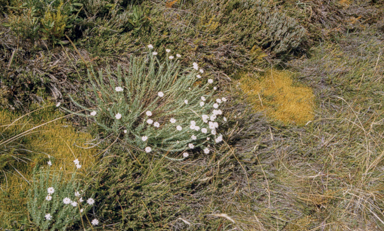 APII jpeg image of Rhodanthe anthemoides  © contact APII