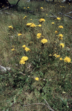 APII jpeg image of Podolepis jacioides  © contact APII