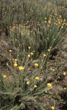 APII jpeg image of Chrysocephalum semipapposum  © contact APII