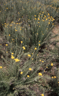 APII jpeg image of Chrysocephalum semipapposum  © contact APII