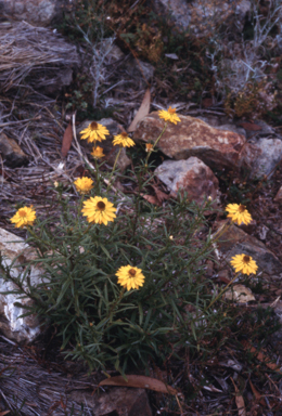APII jpeg image of Xerochrysum viscosum  © contact APII