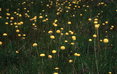 APII jpeg image of Craspedia glauca  © contact APII