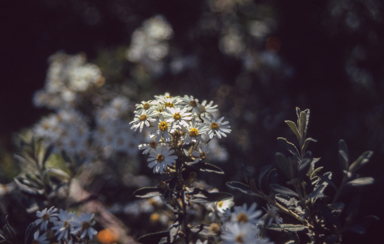 APII jpeg image of Olearia  © contact APII