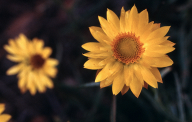 APII jpeg image of Xerochrysum viscosum  © contact APII