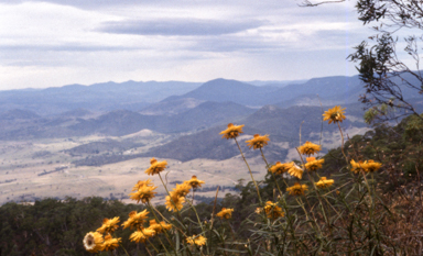 APII jpeg image of Xerochrysum viscosum  © contact APII