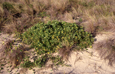 APII jpeg image of Chrysanthemoides monilifera  © contact APII