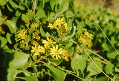 APII jpeg image of Chrysanthemoides monilifera  © contact APII