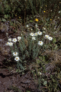 APII jpeg image of Rhodanthe anthemoides  © contact APII