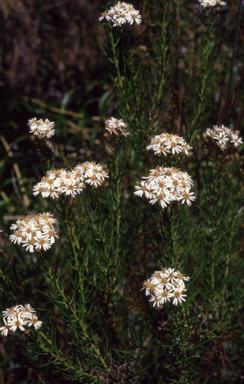 APII jpeg image of Olearia glandulosa  © contact APII