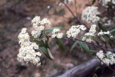 APII jpeg image of Olearia lirata  © contact APII