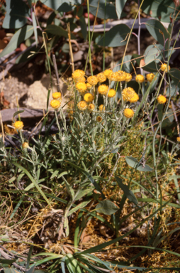 APII jpeg image of Coronidium scorpioides  © contact APII