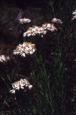 APII jpeg image of Olearia glandulosa  © contact APII
