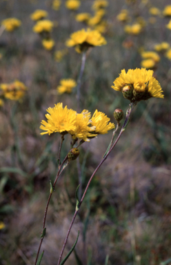 APII jpeg image of Podolepis  © contact APII