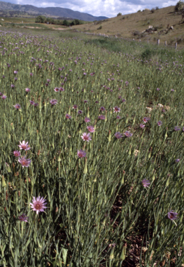 APII jpeg image of Tragopogon  © contact APII