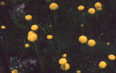 APII jpeg image of Craspedia glauca  © contact APII