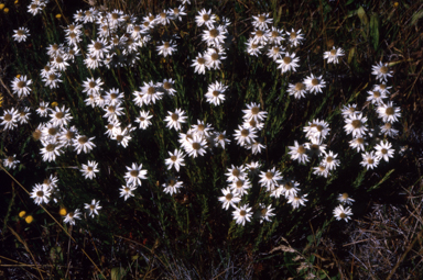 APII jpeg image of Rhodanthe anthemoides  © contact APII