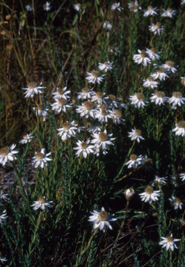 APII jpeg image of Rhodanthe anthemoides  © contact APII