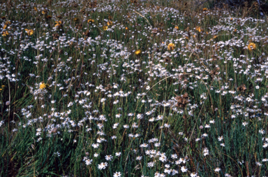 APII jpeg image of Rhodanthe anthemoides  © contact APII