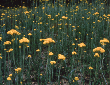 APII jpeg image of Chrysocephalum apiculatum  © contact APII