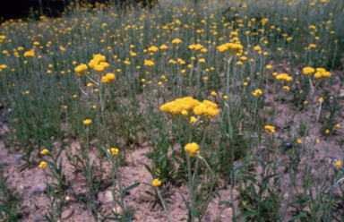 APII jpeg image of Chrysocephalum apiculatum  © contact APII