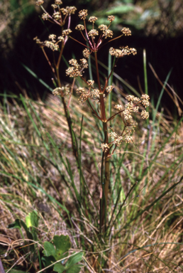 APII jpeg image of Aciphylla  © contact APII