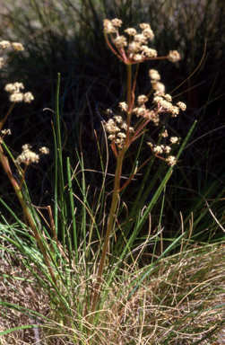 APII jpeg image of Aciphylla  © contact APII