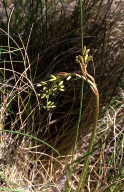 APII jpeg image of Aciphylla  © contact APII