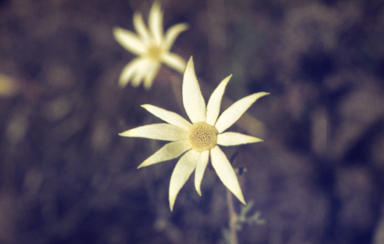 APII jpeg image of Actinotus helianthi  © contact APII