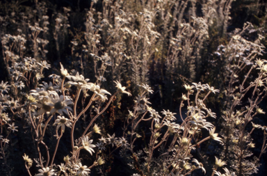 APII jpeg image of Actinotus helianthi  © contact APII