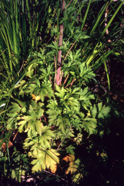 APII jpeg image of Trachymene  © contact APII