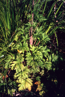 APII jpeg image of Trachymene  © contact APII