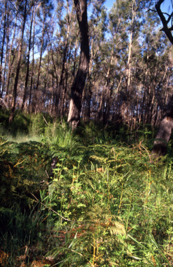 APII jpeg image of Trachymene  © contact APII