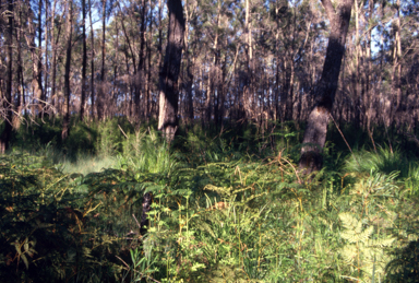 APII jpeg image of Trachymene  © contact APII