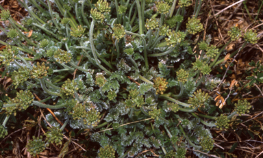 APII jpeg image of Oreomyrrhis argentea  © contact APII