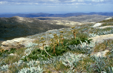 APII jpeg image of Aciphylla glacialis  © contact APII