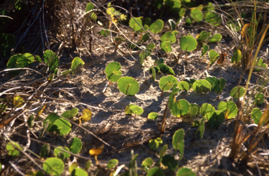 APII jpeg image of Hydrocotyle bonariensis  © contact APII