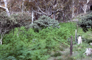 APII jpeg image of Conium maculatum  © contact APII