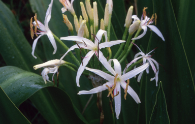 APII jpeg image of Crinum pedunculatum  © contact APII