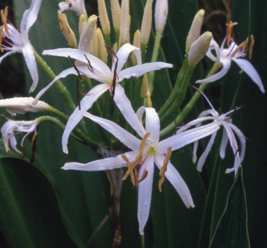 APII jpeg image of Crinum pedunculatum  © contact APII