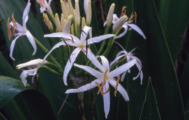 APII jpeg image of Crinum pedunculatum  © contact APII