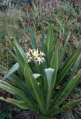 APII jpeg image of Crinum pedunculatum  © contact APII
