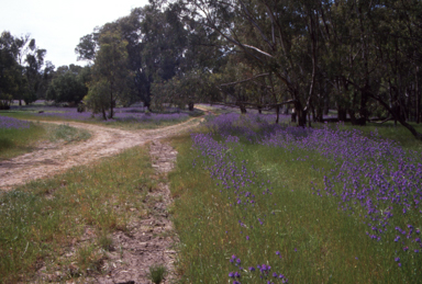 APII jpeg image of Echium plantagineum  © contact APII