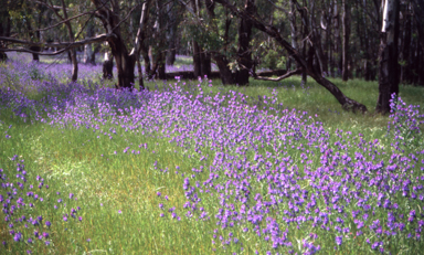 APII jpeg image of Echium plantagineum  © contact APII