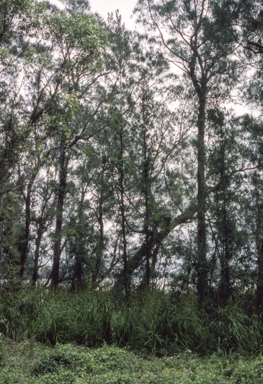 APII jpeg image of Casuarina glauca  © contact APII