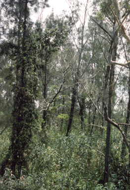 APII jpeg image of Casuarina glauca  © contact APII