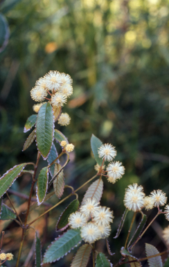APII jpeg image of Callicoma serratifolia  © contact APII
