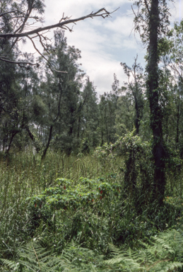 APII jpeg image of Casuarina glauca  © contact APII