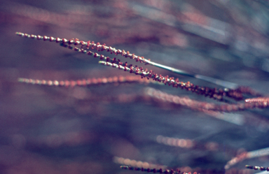 APII jpeg image of Casuarina  © contact APII