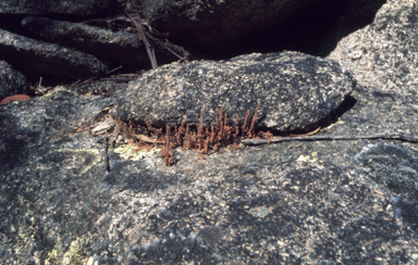 APII jpeg image of Crassula sieberiana  © contact APII